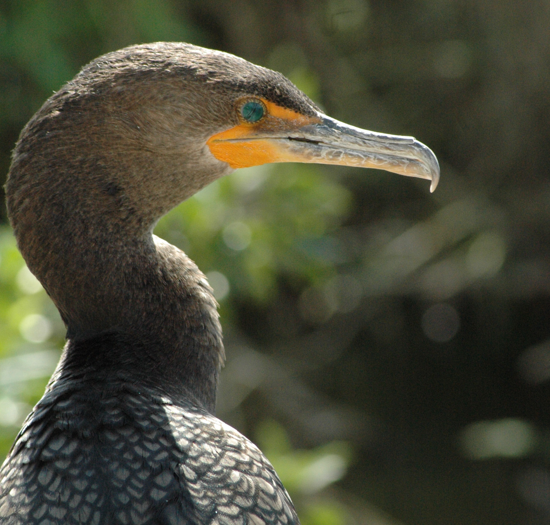 In the Everglades