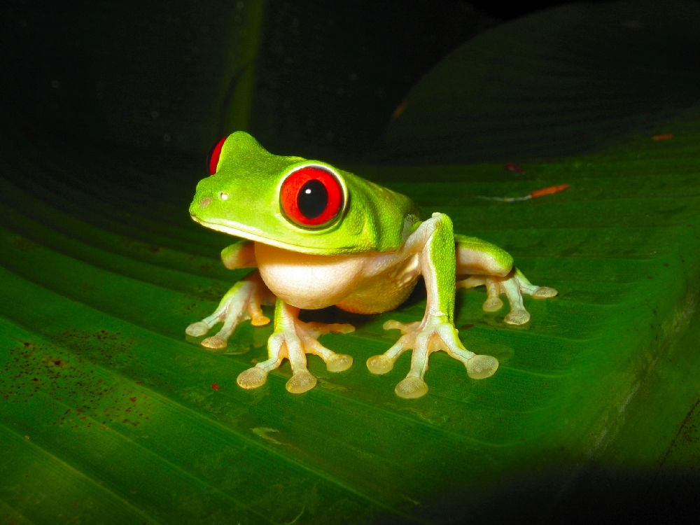 Red eyed tree frog