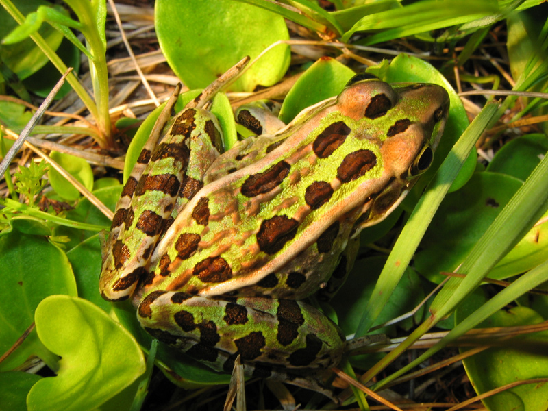 Leopard frog