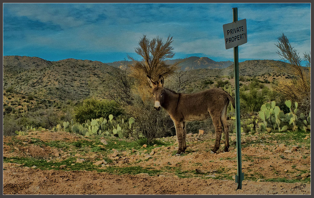 Donkey