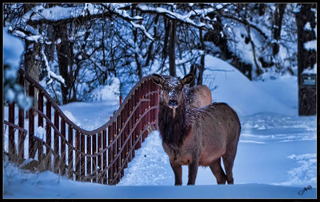 Elk