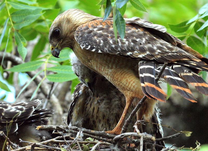 Red Shouldered Hawk w-chick