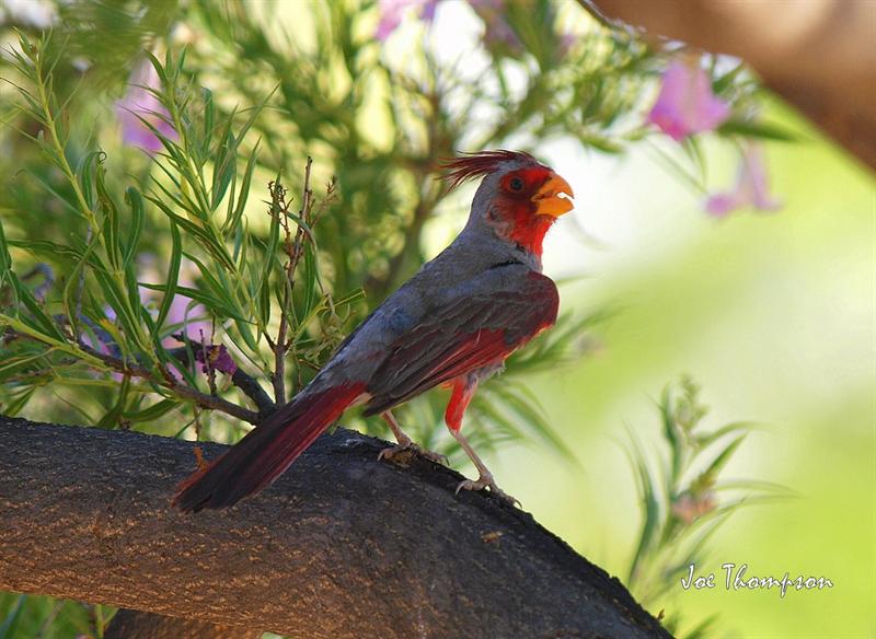 Pyrrhuloxia in Paradise