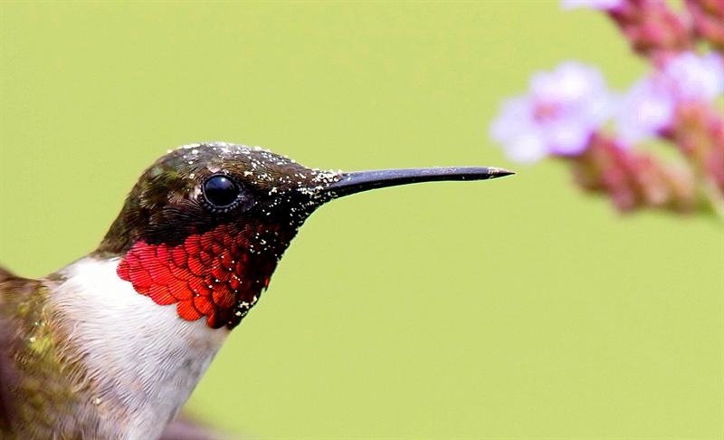 Ruby Throat