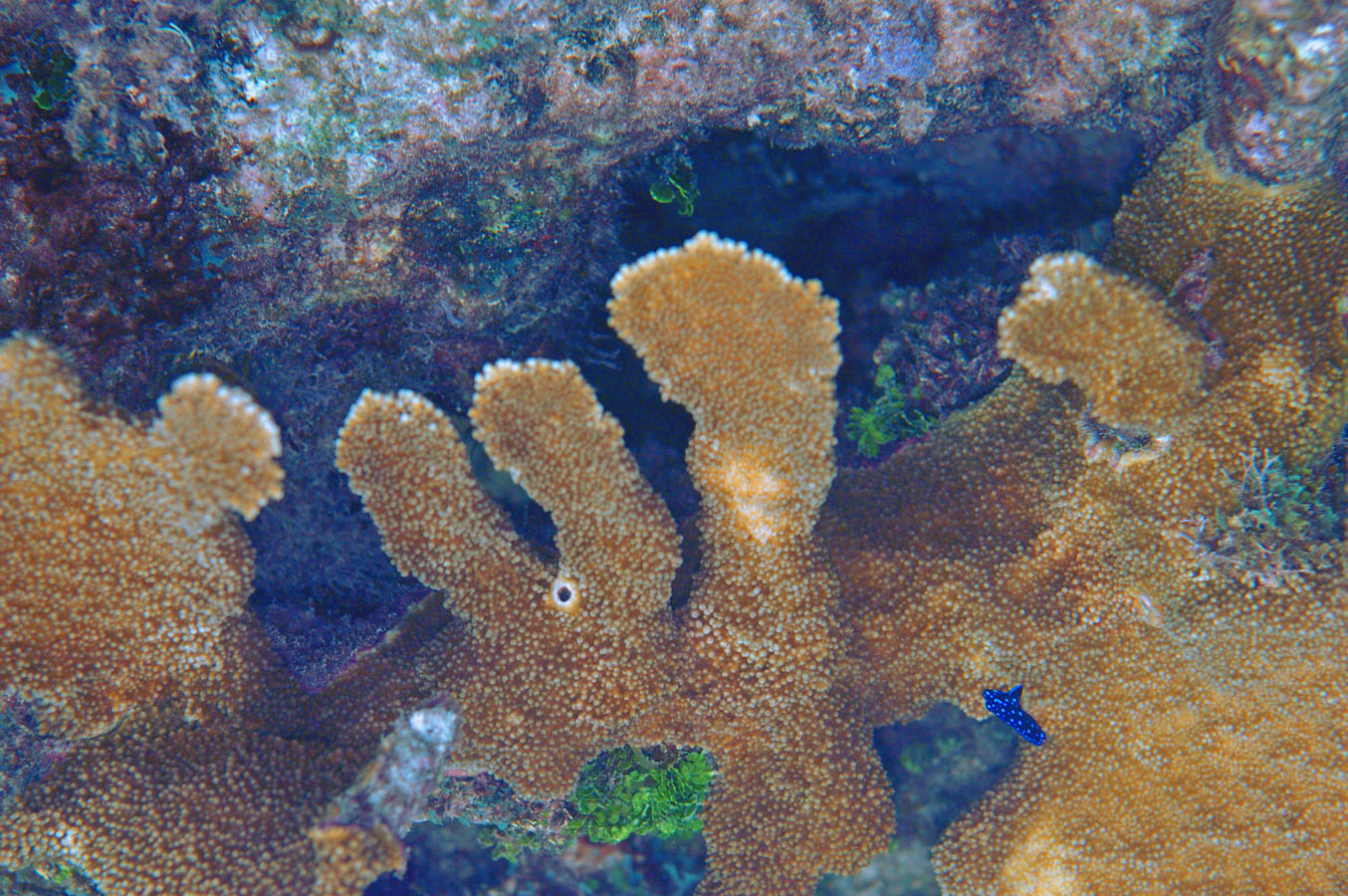 Belize reef