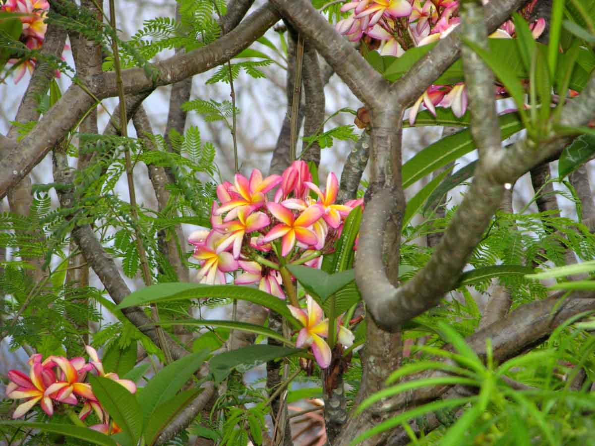 Grenada flower
