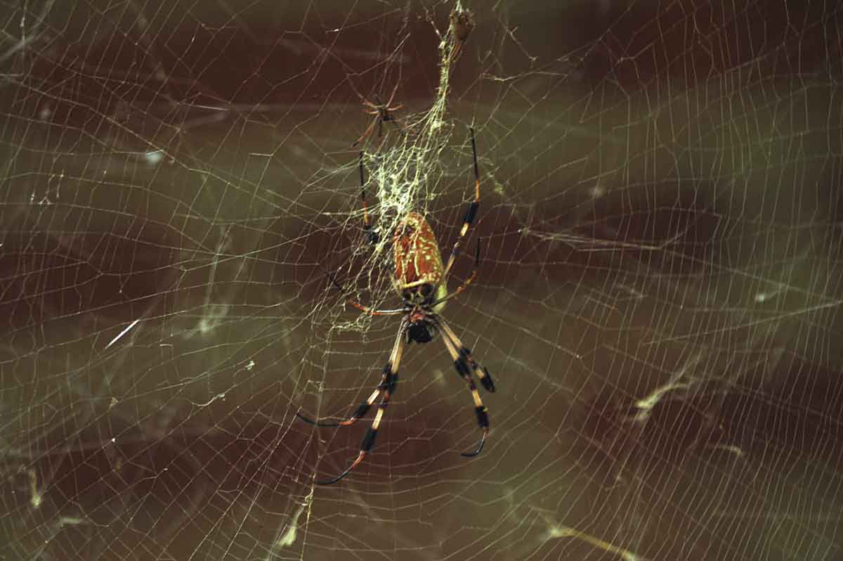 spider at home