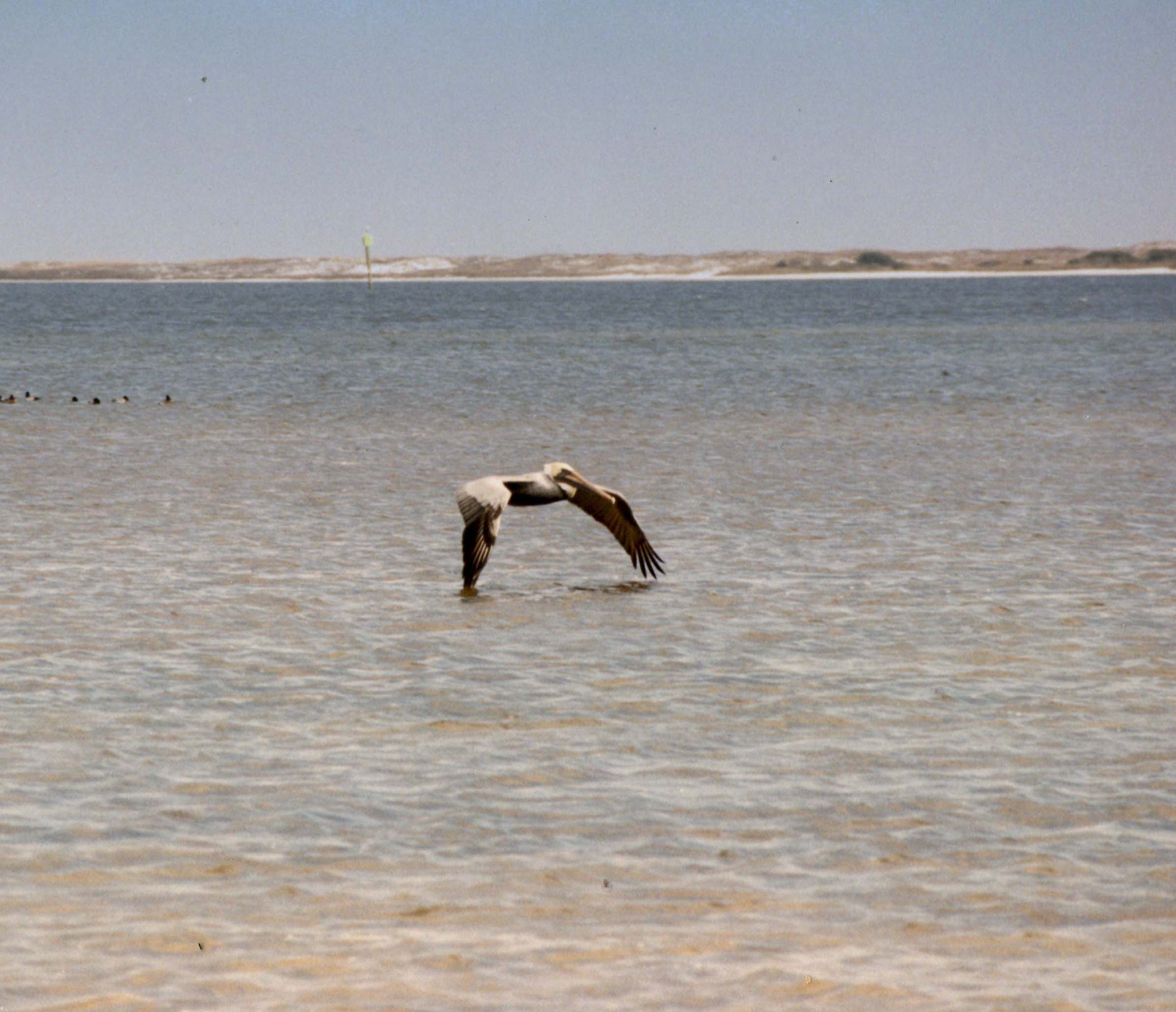 white pelican in flight