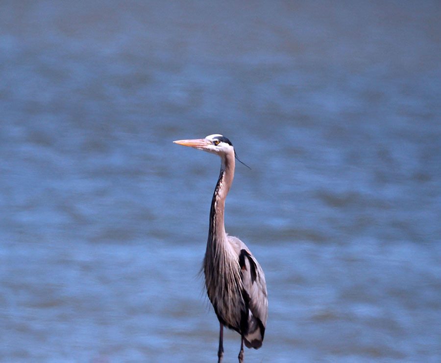 Early Spring on Gulf Coast