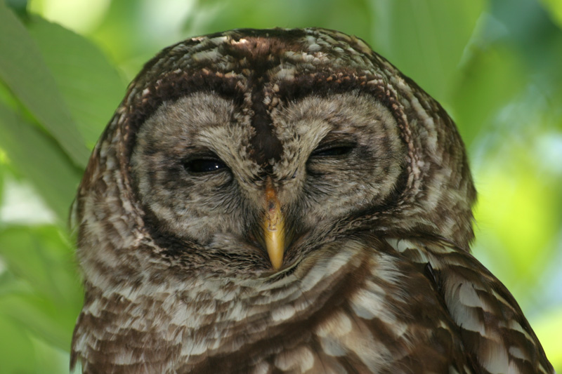 Barred Owl