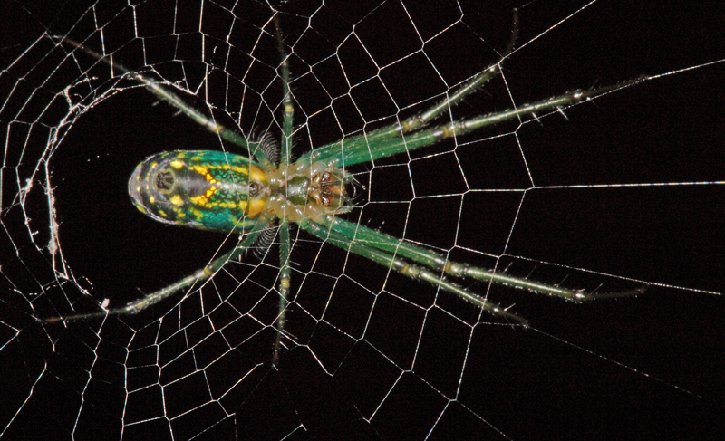 Spider