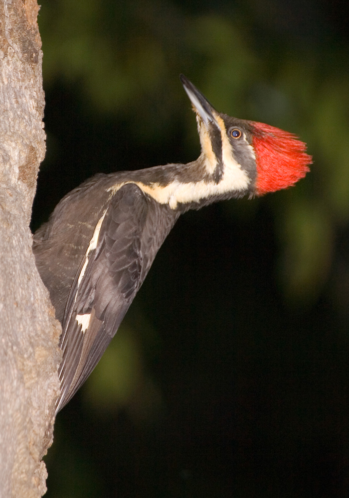 Pileated Woodpecker