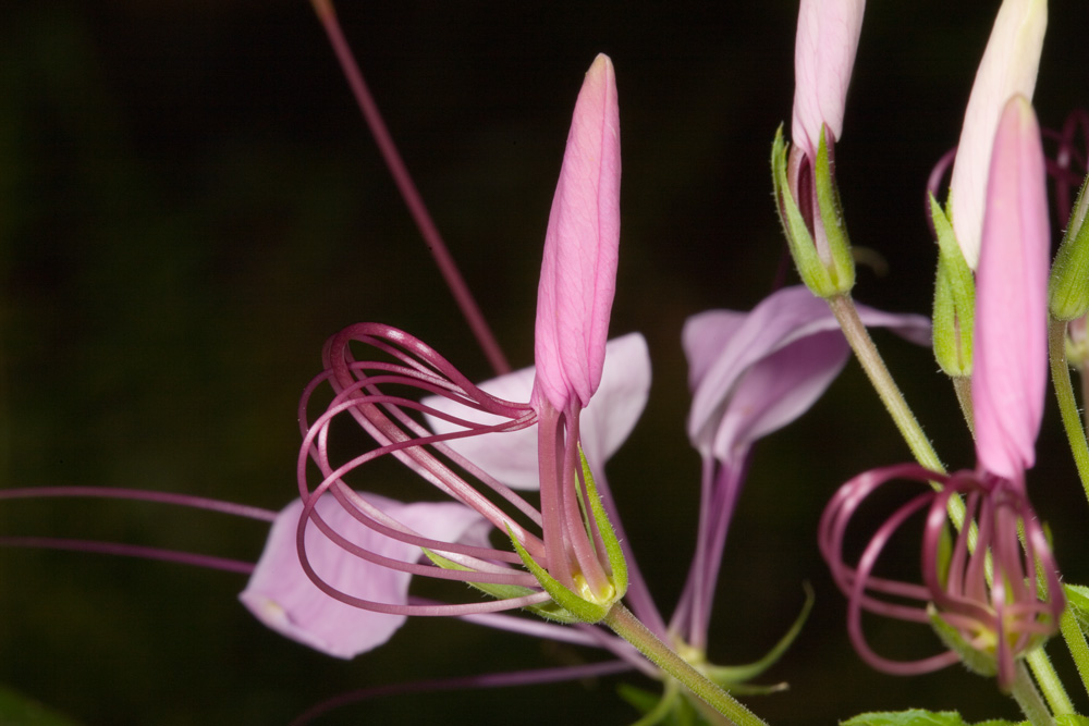 Cleome