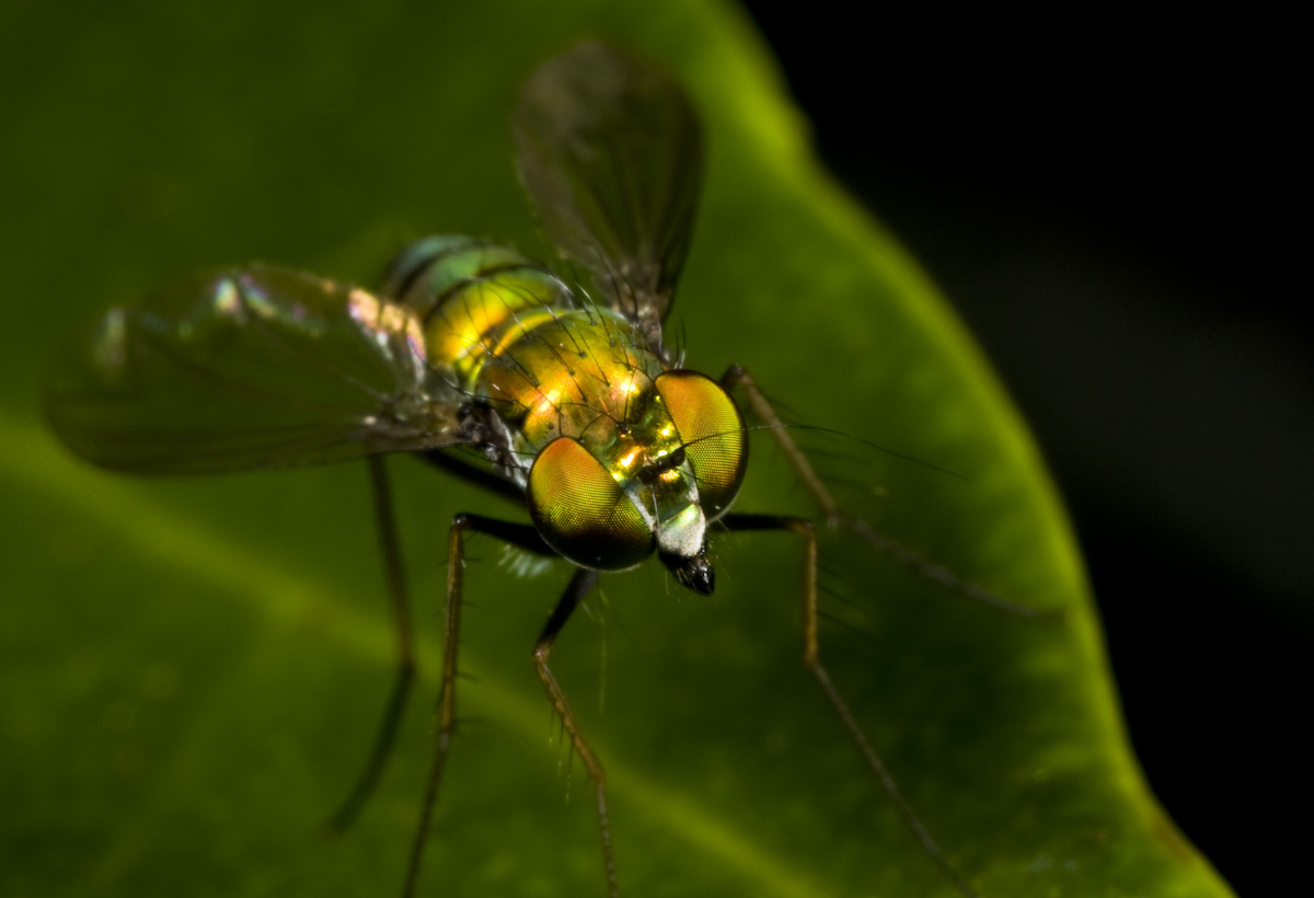 Iridescent Fly