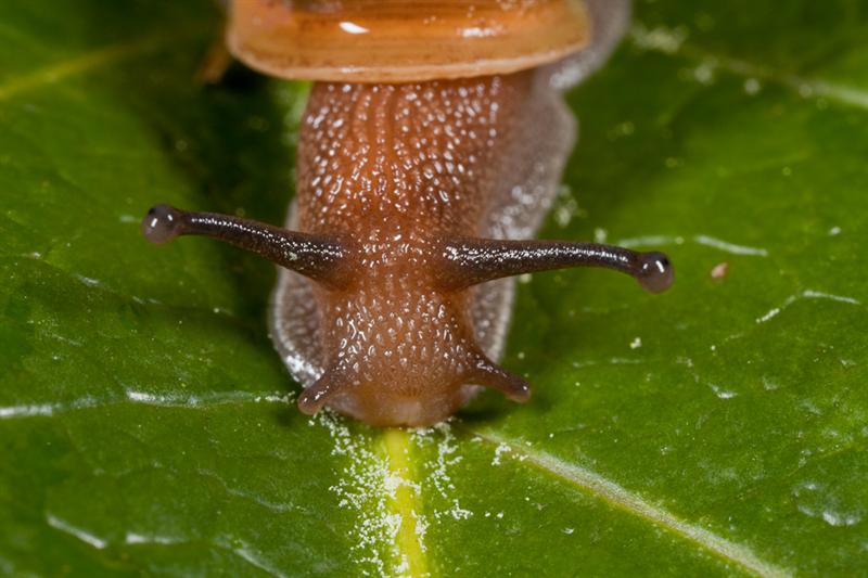 Small snail