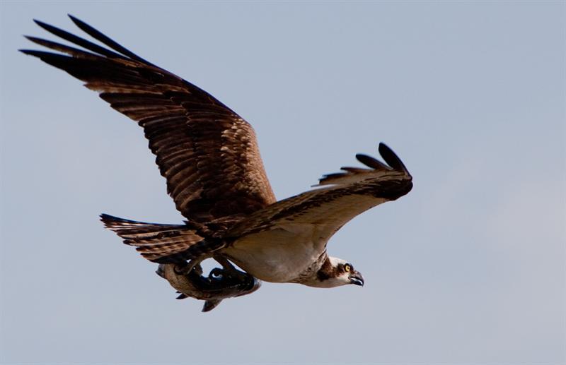 Osprey Fishing