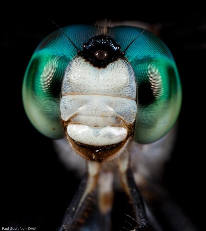 Dragonfly