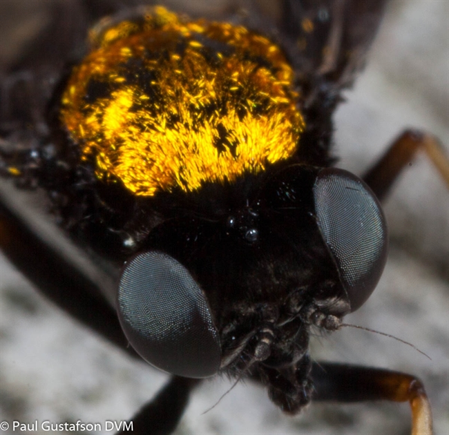Golden-backed Snipe Fly