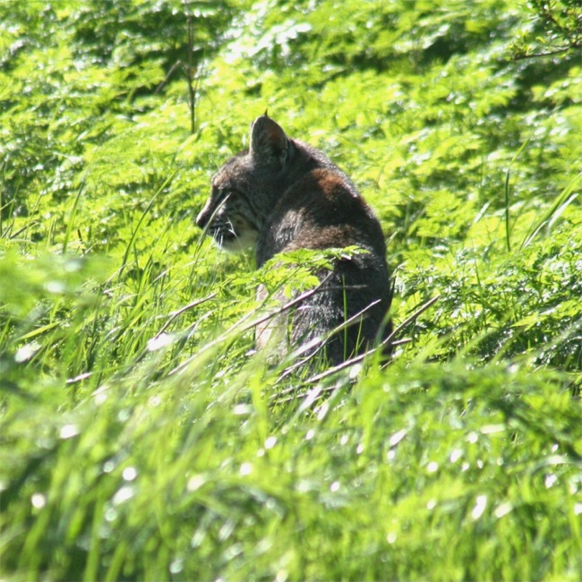 bobcat