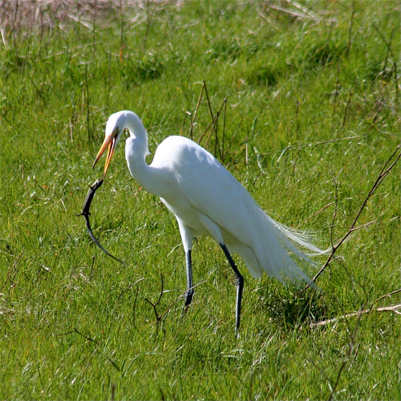 an egret and a lizard