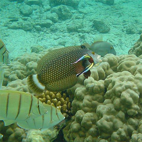 fishes
