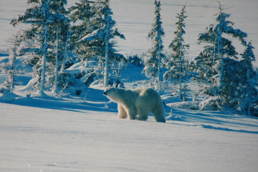 Polar Bear