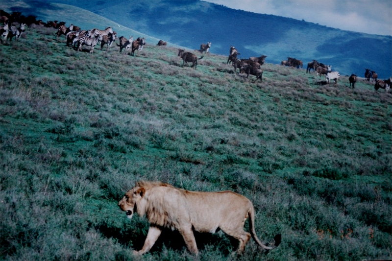 Lion in Ngorongoro Crater