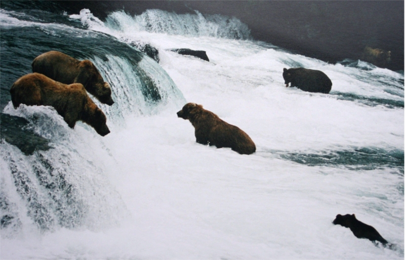 Brown bears fishing