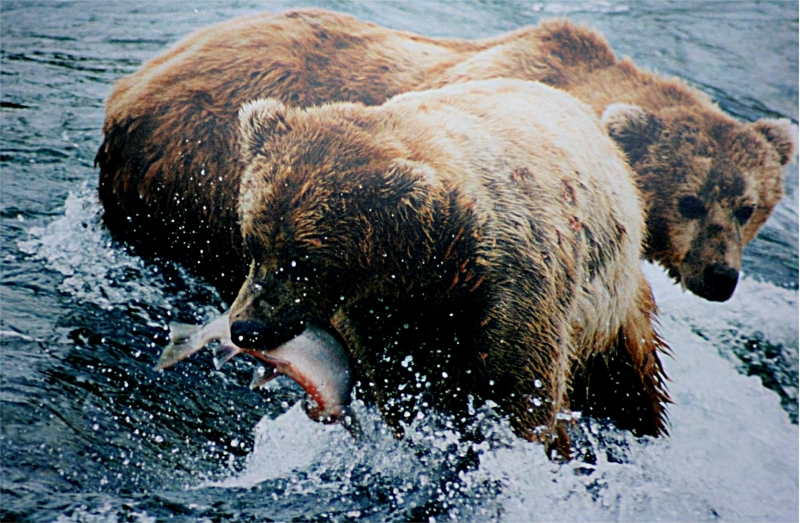 2 bears and one salmon