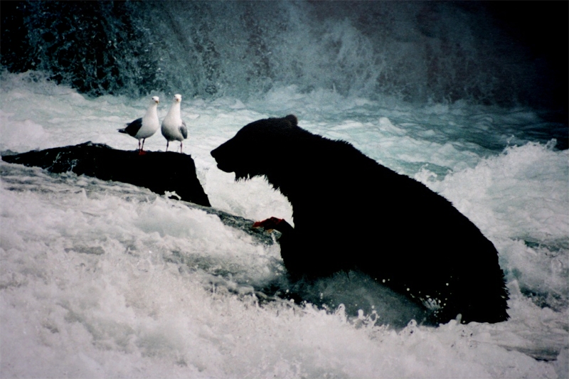a bear and seagauls