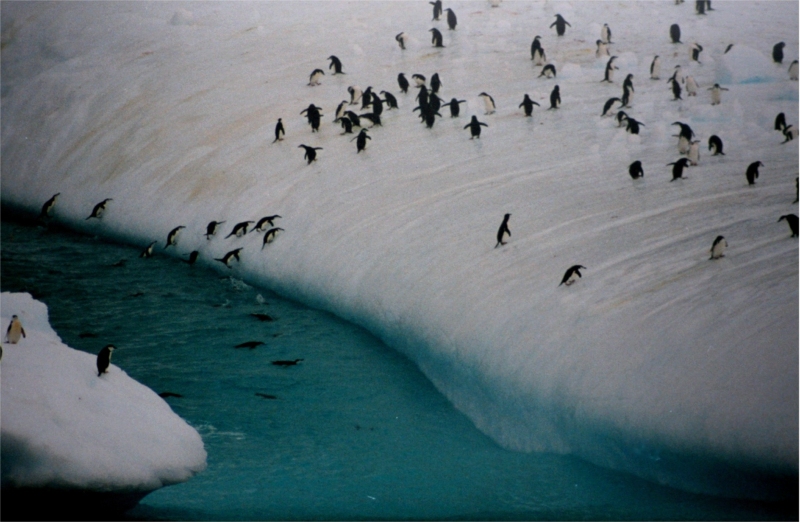 Penguins and icebergs