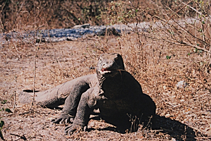 Komodo Dragon