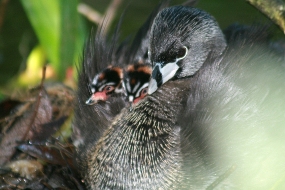 Pied-billed Grebe with chicks