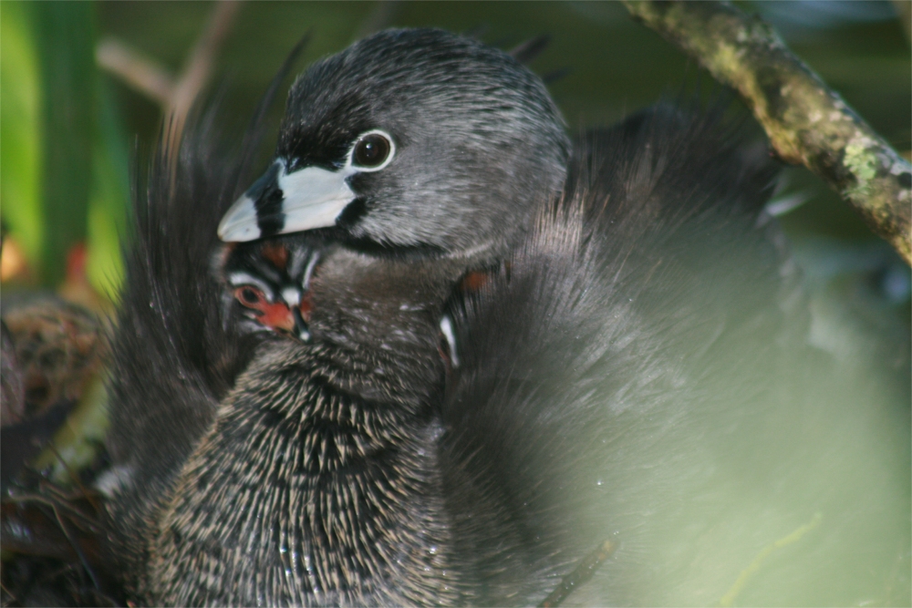 Pied-billed Grebe with chicks