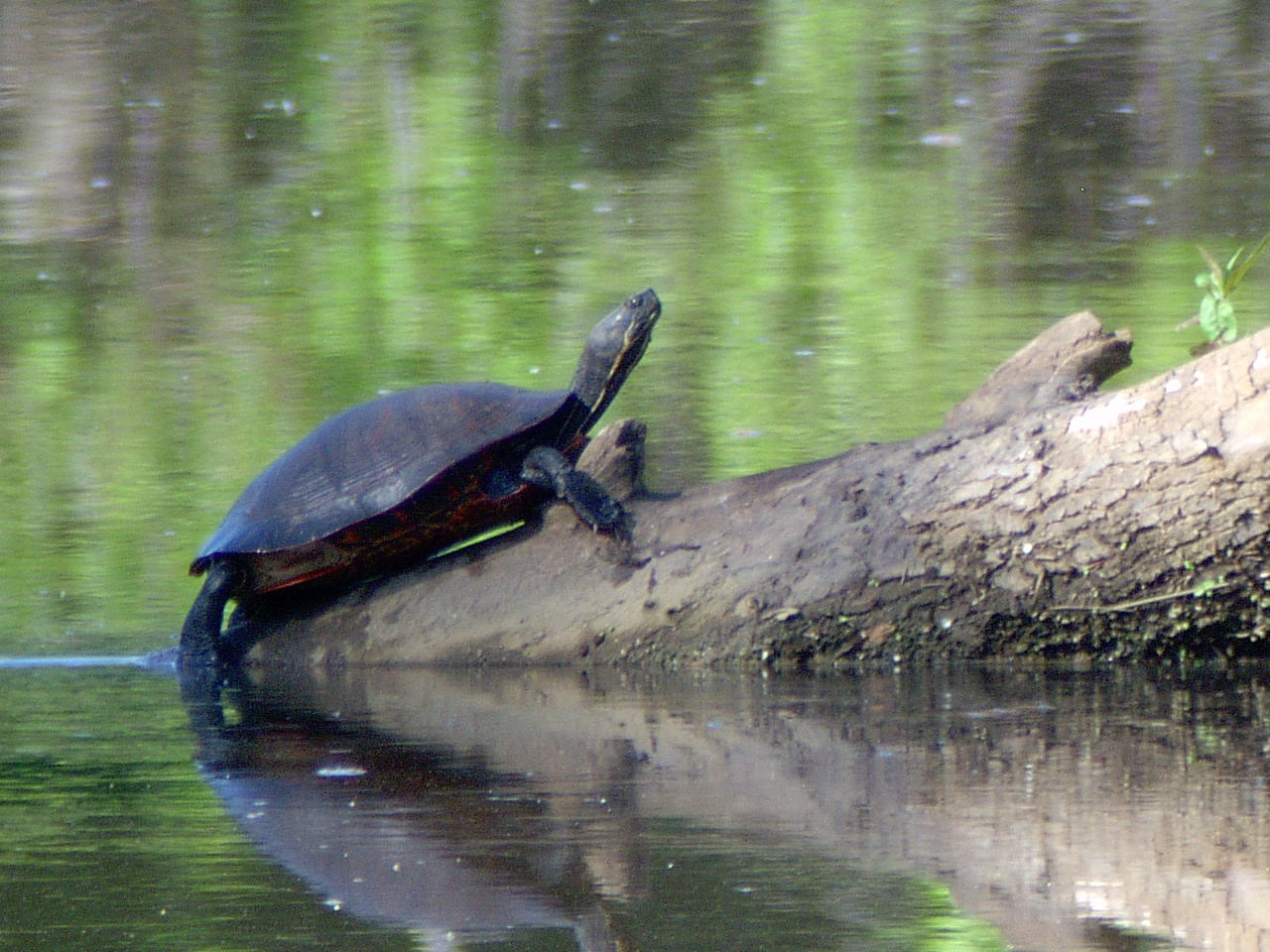 Turtle
