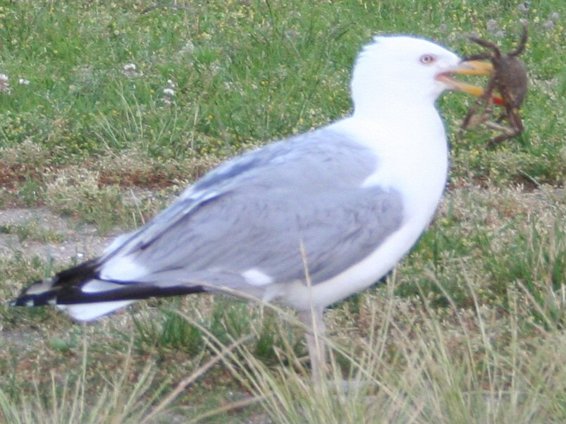 Seagull and Spider Crab