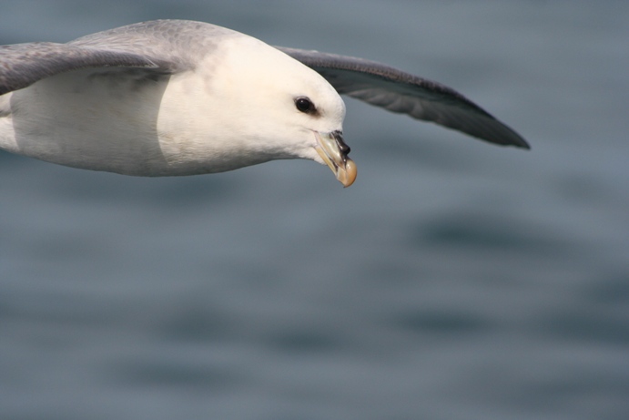 Fulmar