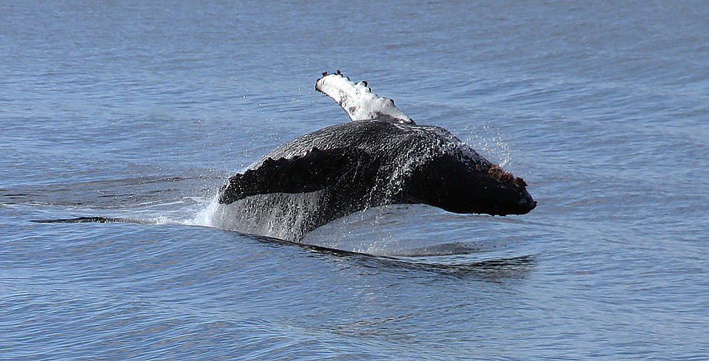 Humpback Whale