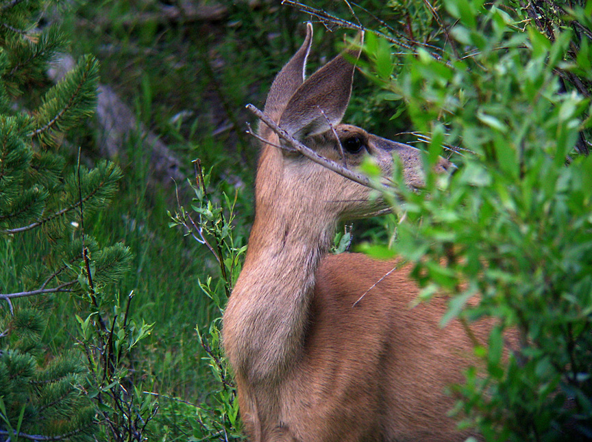 Mule Deer