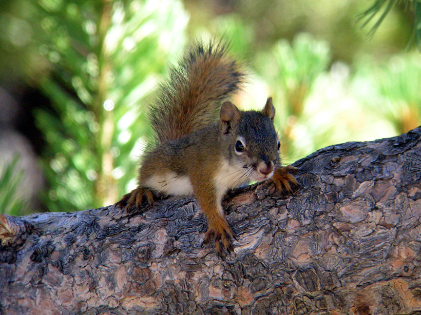 Young Red Squirrel