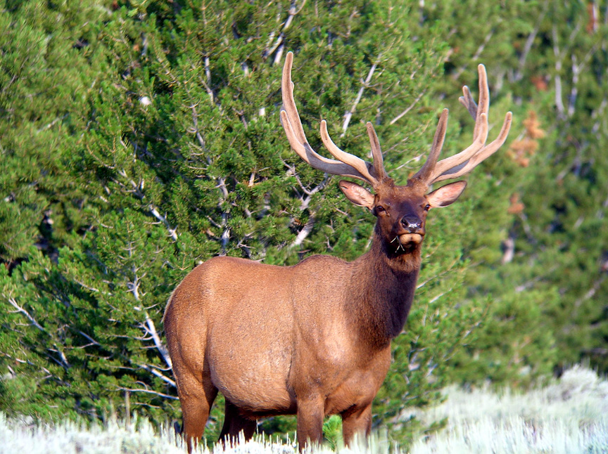 Bull Elk in Velvet