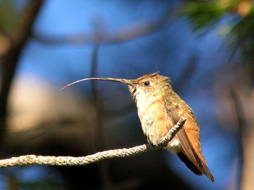 Female Rufous Hummingbird