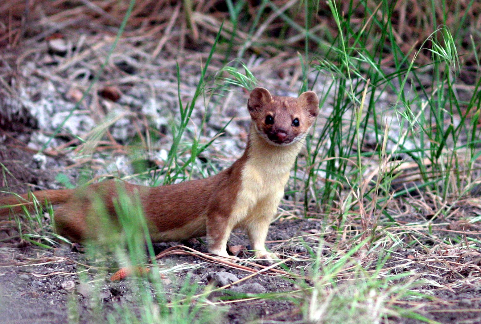 Weasel on the Hunt