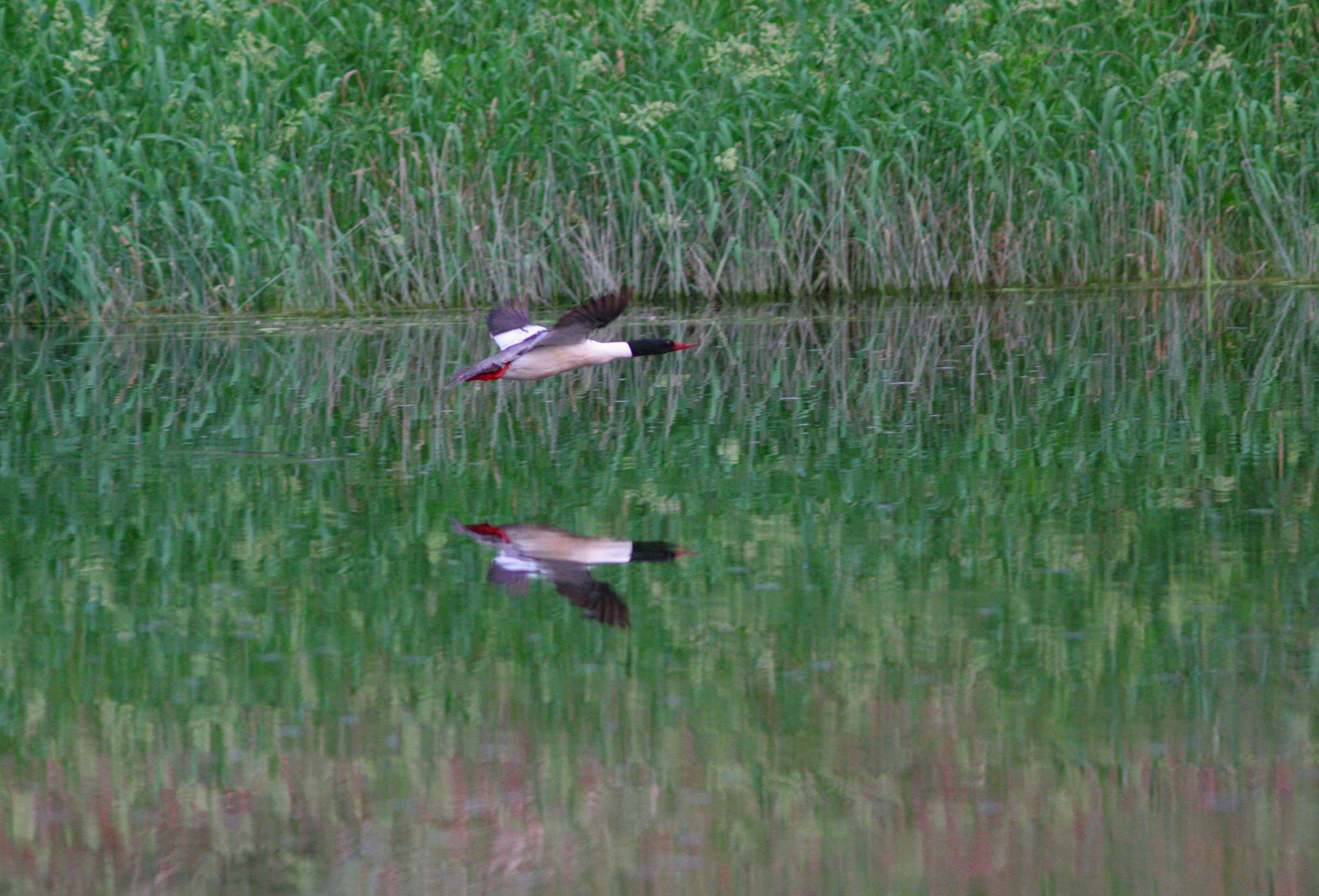 Common Meragnser and Reflected Twin