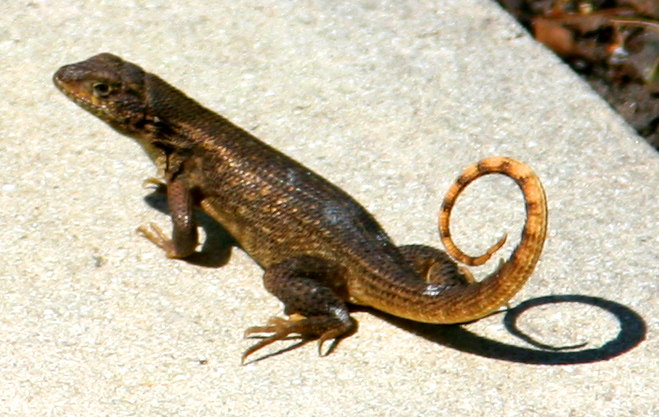 Cuban Curly Tail
