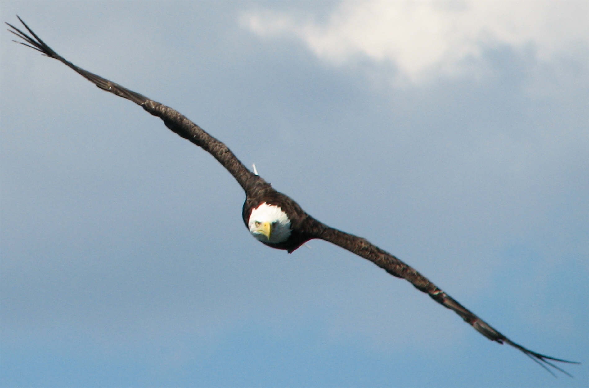 Bald Eagle