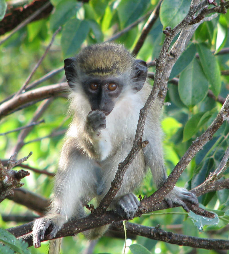 Young green vervet monkey
