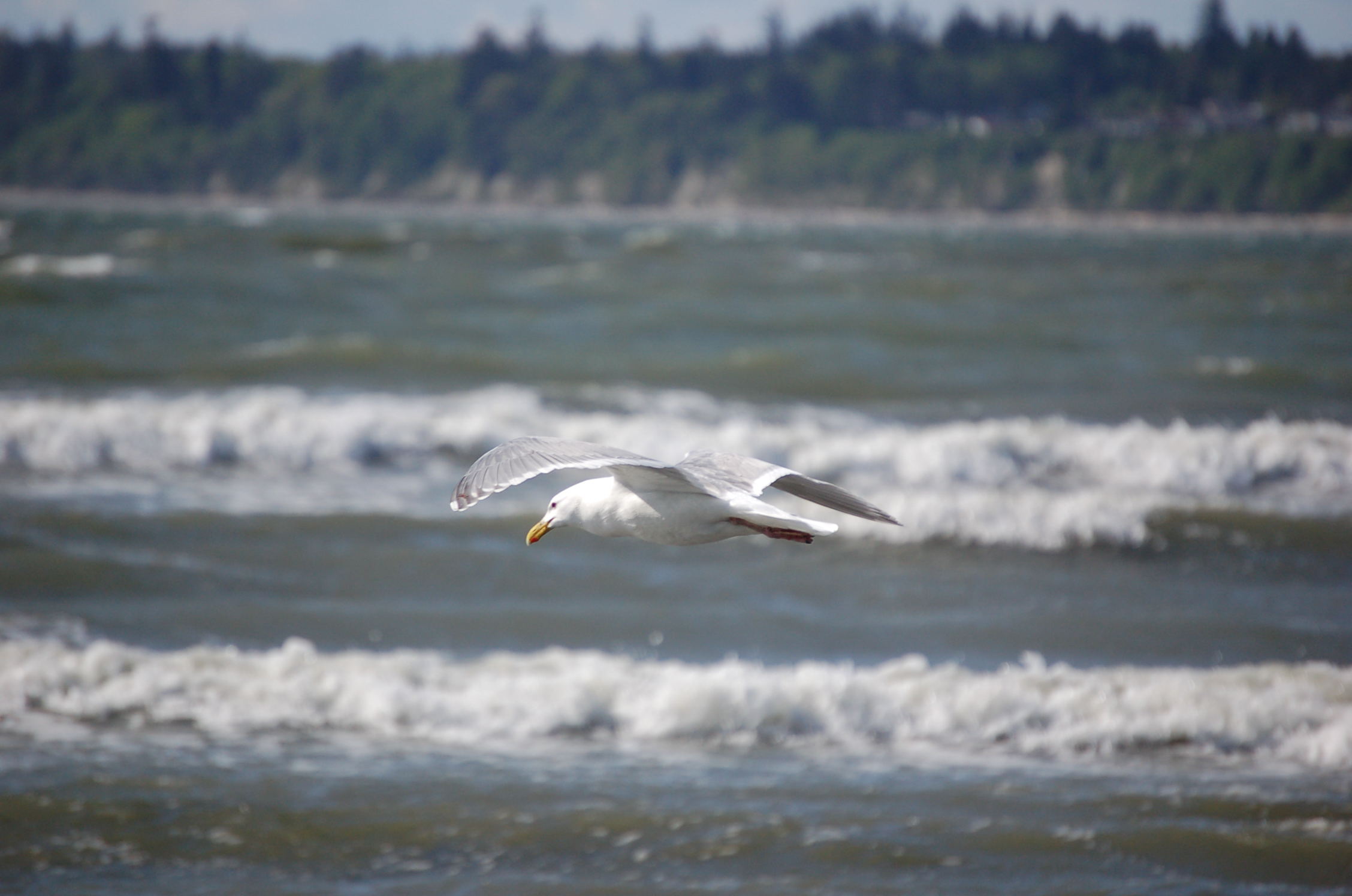 Seagull in flight