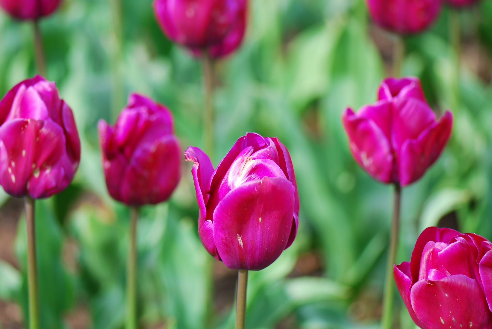 Tulips