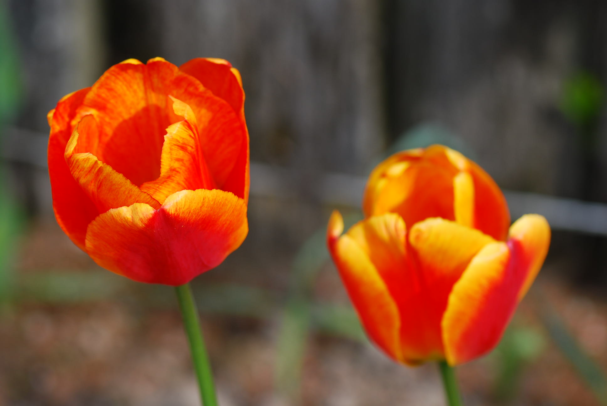 Tulips
